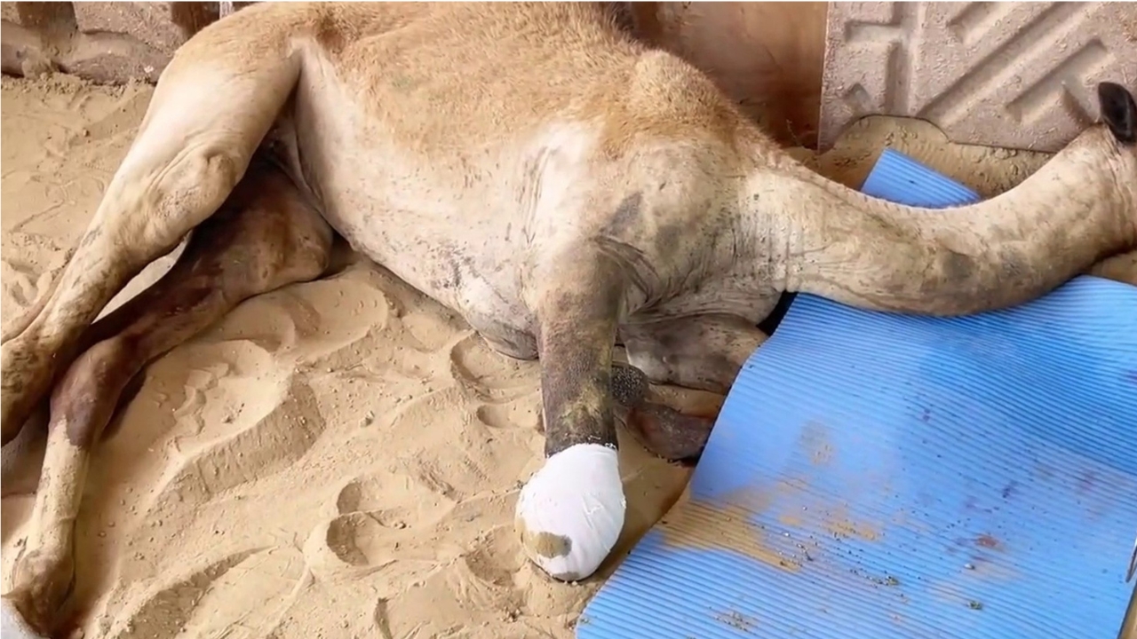 At Kunri, Sindh, another camel came to light dead with all of its legs cut